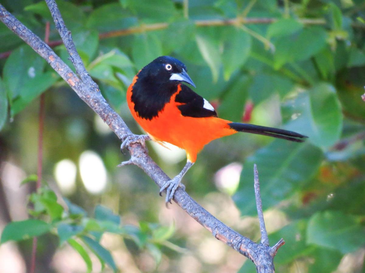 Southwild Pantanal Lodge Pixaim Zewnętrze zdjęcie