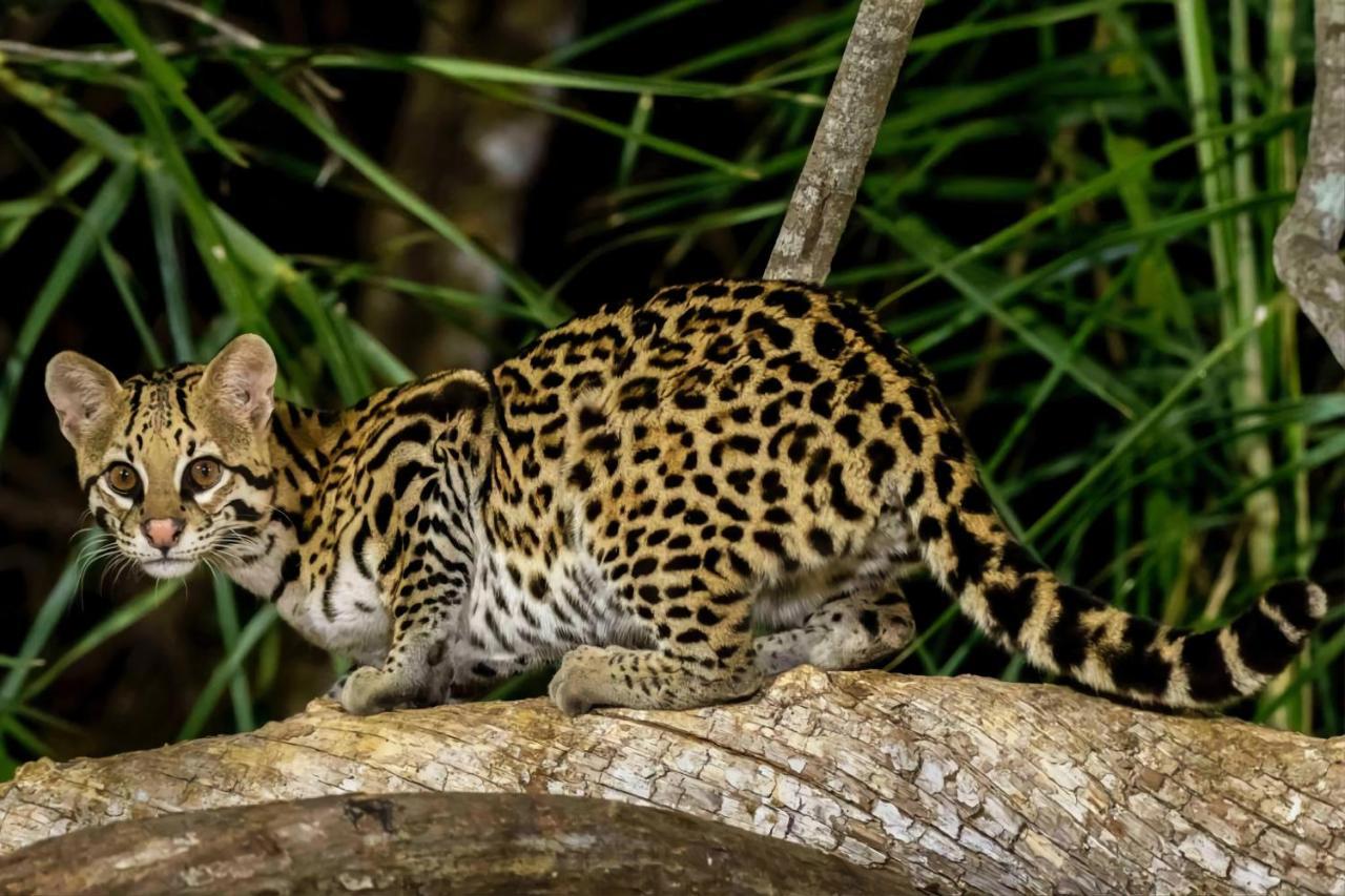 Southwild Pantanal Lodge Pixaim Zewnętrze zdjęcie