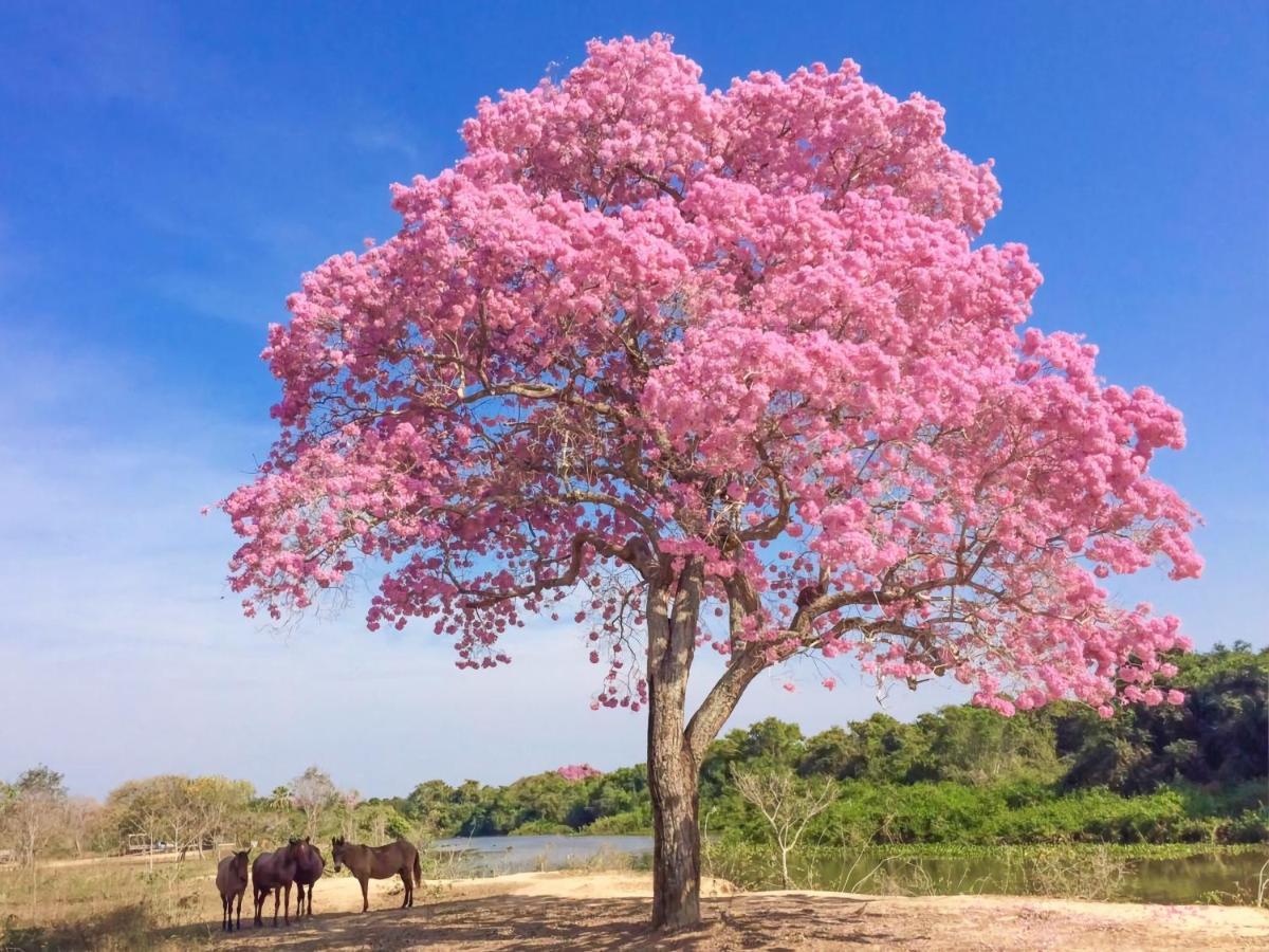 Southwild Pantanal Lodge Pixaim Zewnętrze zdjęcie