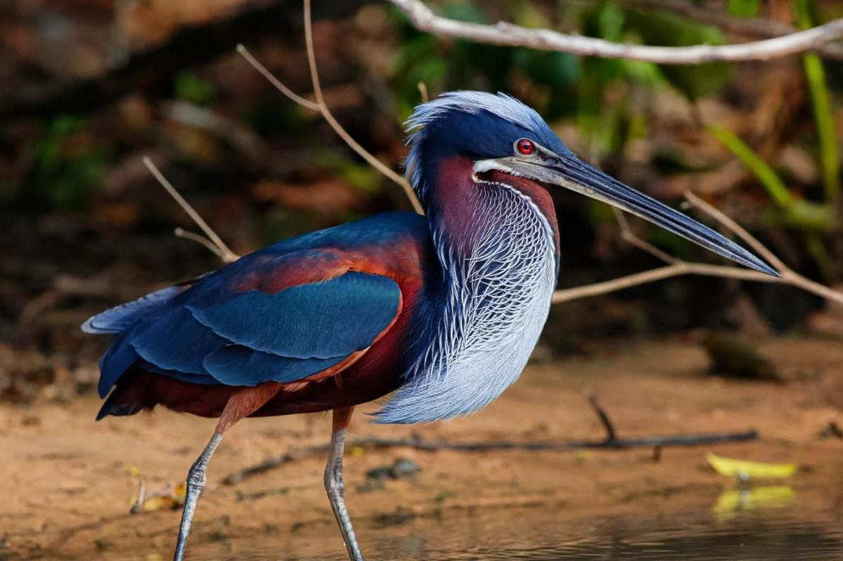 Southwild Pantanal Lodge Pixaim Zewnętrze zdjęcie