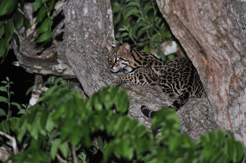 Southwild Pantanal Lodge Pixaim Zewnętrze zdjęcie