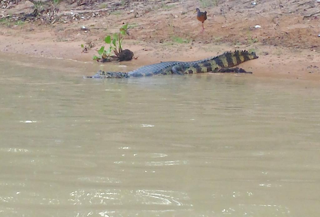 Southwild Pantanal Lodge Pixaim Zewnętrze zdjęcie